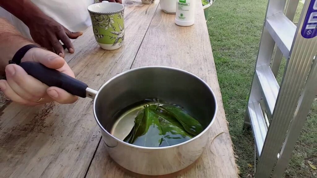 Té de Guanábana: Cómo Hacer el Té de Guanábana Perfecto Té de Guanábana: Cómo Hacer el Té de Guanábana Perfecto