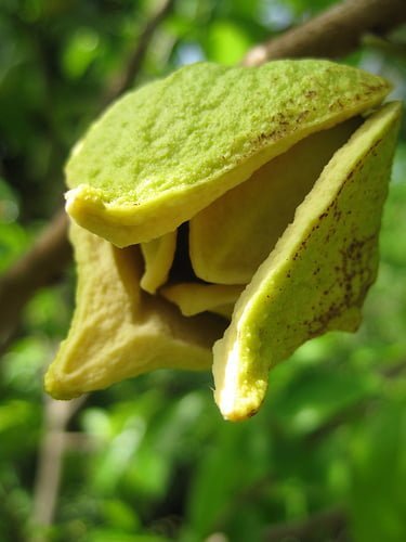 La guanábana: Un tesoro tropical redescubierto La guanábana: Un tesoro tropical redescubierto