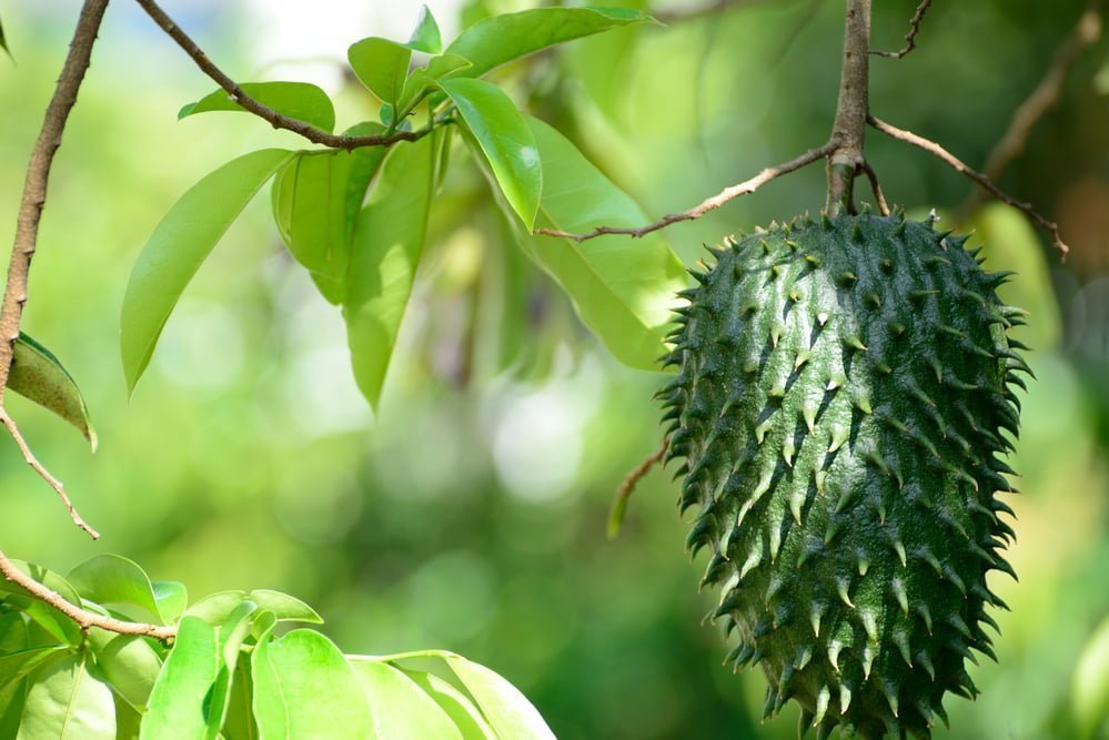 Guanábana: Una Exploración de Tradición, Nutrientes e Interés Científico fruta de guanábana