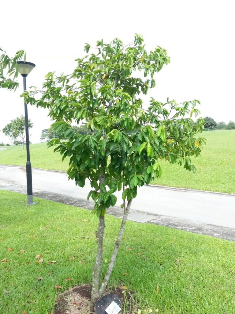 La guanábana: Un tesoro tropical redescubierto La guanábana: Un tesoro tropical redescubierto
