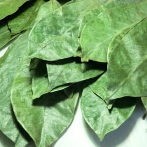 Hojas de Guanábana Silvestres Secas